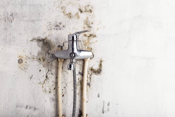 Best Insurance-Related Mold Remediation in Columbus, NM