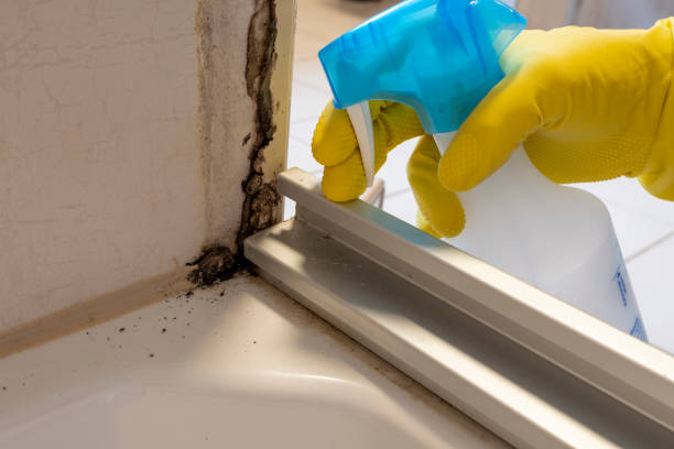Best Kitchen Mold Remediation in Columbus, NM