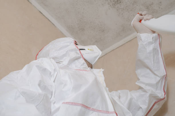 Best Bathroom Mold Remediation in Columbus, NM