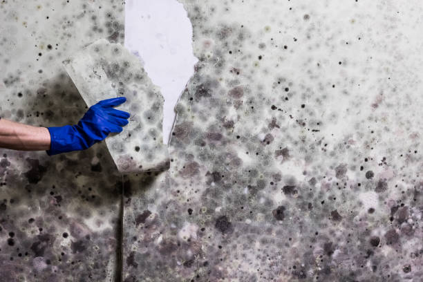 Best Crawl Space Mold Remediation in Columbus, NM