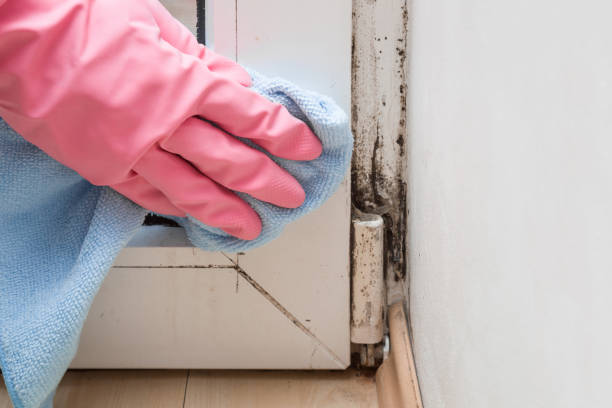 Best Basement Mold Remediation in Columbus, NM