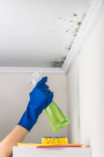 Best Commercial Mold Remediation in Columbus, NM